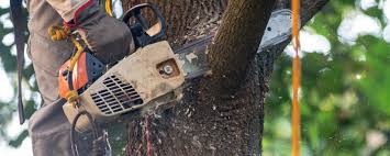 Best Hazardous Tree Removal  in Mill Valley, CA