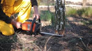 Lawn Maintenance Plans in Mill Valley, CA