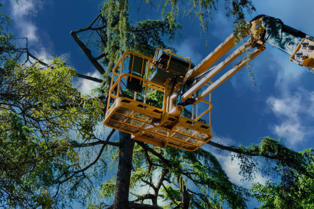 Best Tree and Shrub Care  in Mill Valley, CA