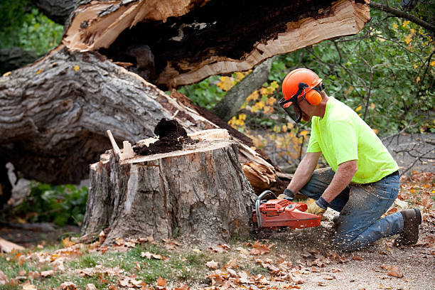 How Our Tree Care Process Works  in  Mill Valley, CA