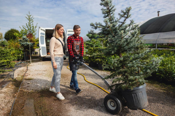Reliable Mill Valley, CA Tree Services Solutions