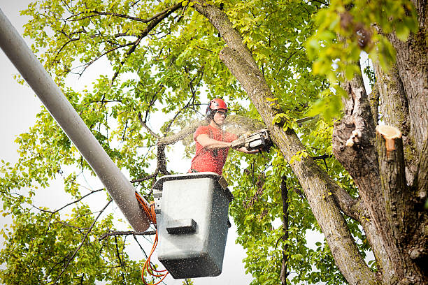 Best Firewood Processing and Delivery  in Mill Valley, CA